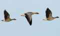 Короткоклювый гуменник фото (Anser brachyrhynchus) - изображение №357 onbird.ru.<br>Источник: www.theguardian.com